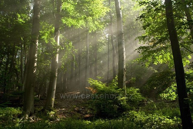 Bukový les pod Milešovkou