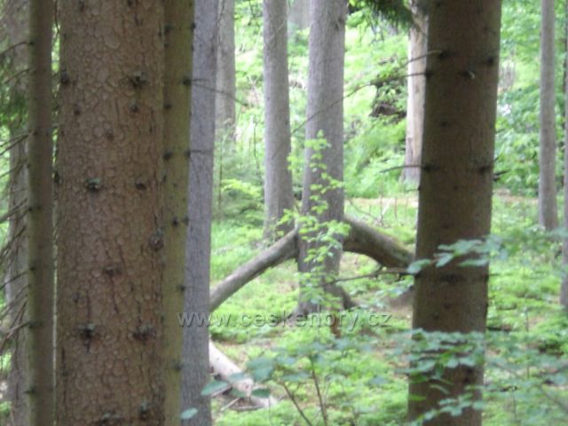 Boubínský prales-chodící strom