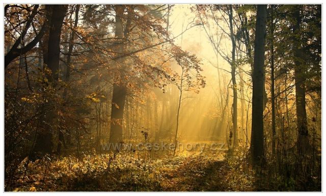Tajemství podzimního lesa
