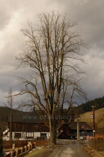 Strom ve Velkých Karlovicích.