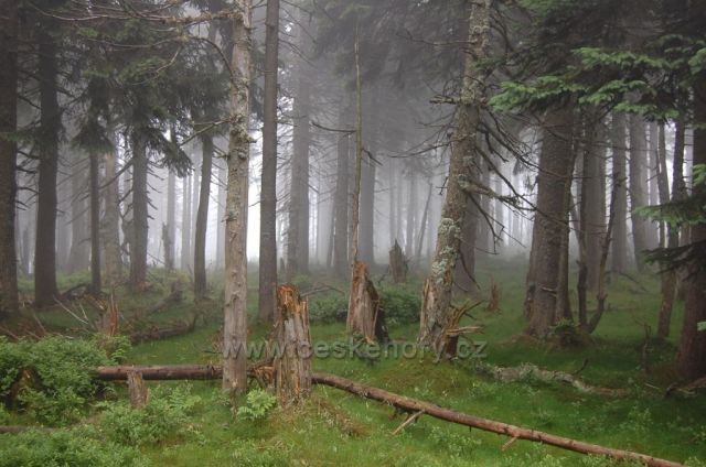 Les v mlze na turistické trase "Cesta česko-polského přátelství"