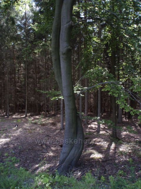 objetí stromu