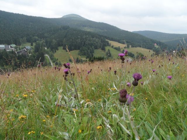 rozkvetlá sjezdovka Harrachov-Čertova hora