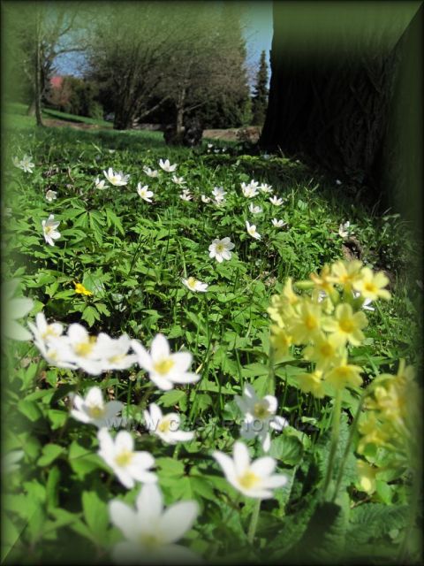 krásné jaro v Bačetíně