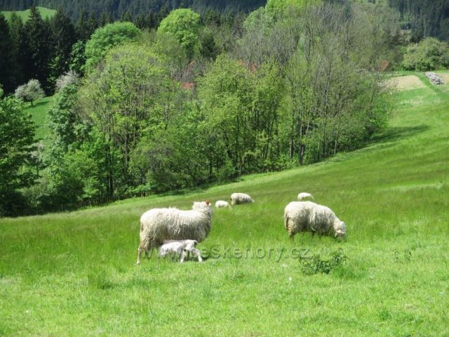 Ovce na Oslové