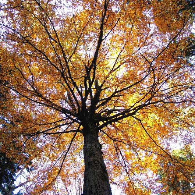 Podzim v bukovém lese na Doubravě