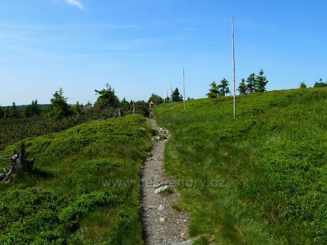 Na trase hřebenovky po zelené TZ mezi Břidličnou horou a Pecným