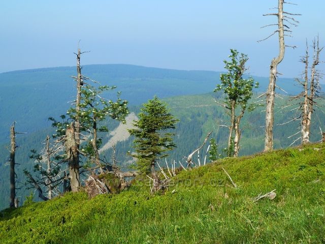 Pohled na suťové svahy Klínové hory z cesty na Vřesovou studánku