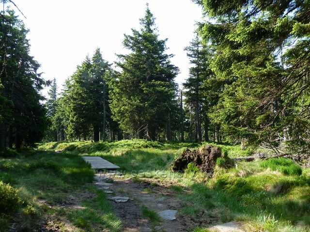 O tom,že cesta na Trojmezí prochází mokřady, svědčí vedle dřevěných chodníků i časté vývraty stromů