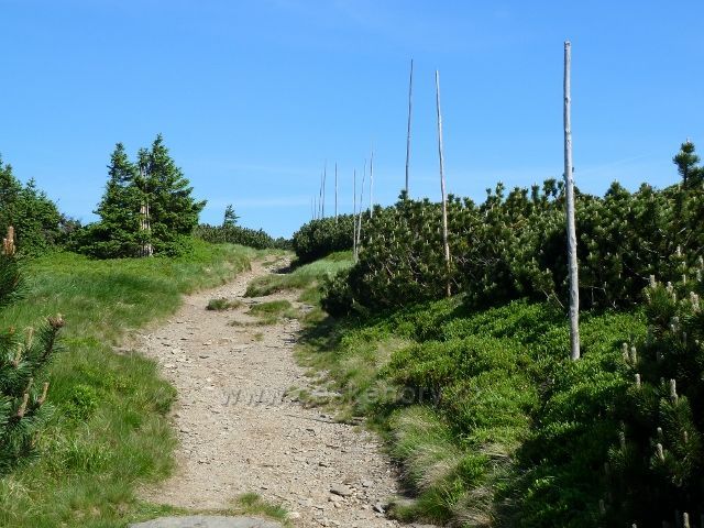 Závěrečná část trasy výstupu na Keprník vede pásmem kleče