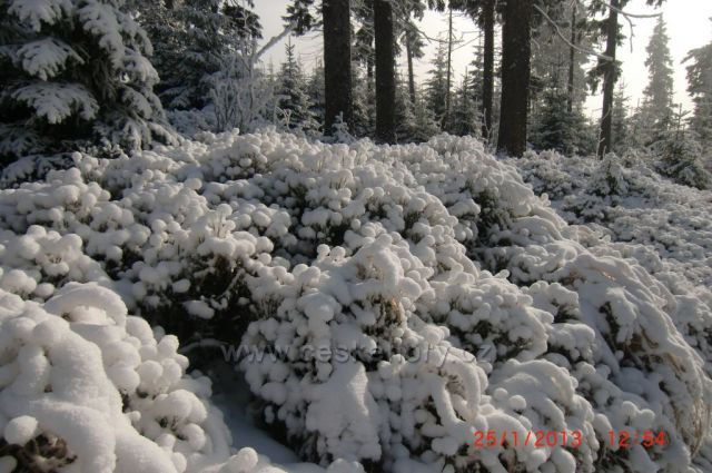 Sněhové polštářky cestou na Klínovec