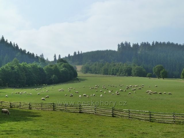 Pastviny pod Křížovou horou