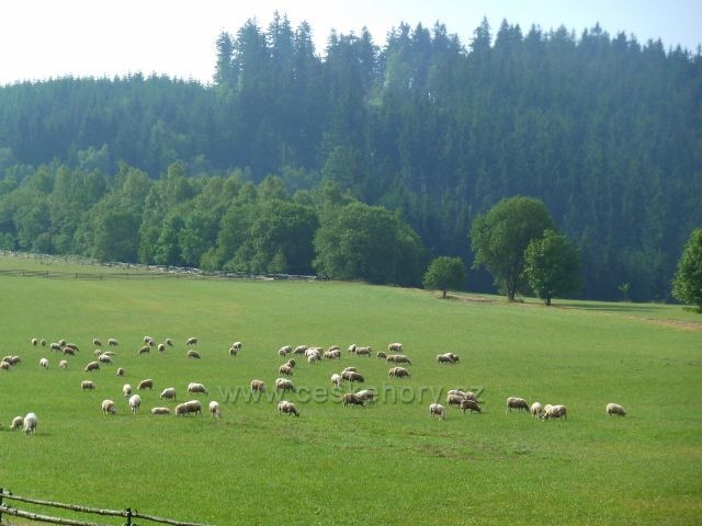 Pastva ovcí pod Křížovou horou