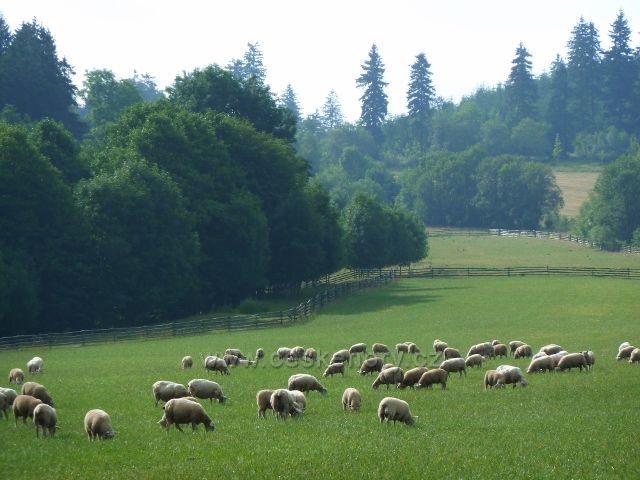 Ovce na pastvině pod Křížovou horou