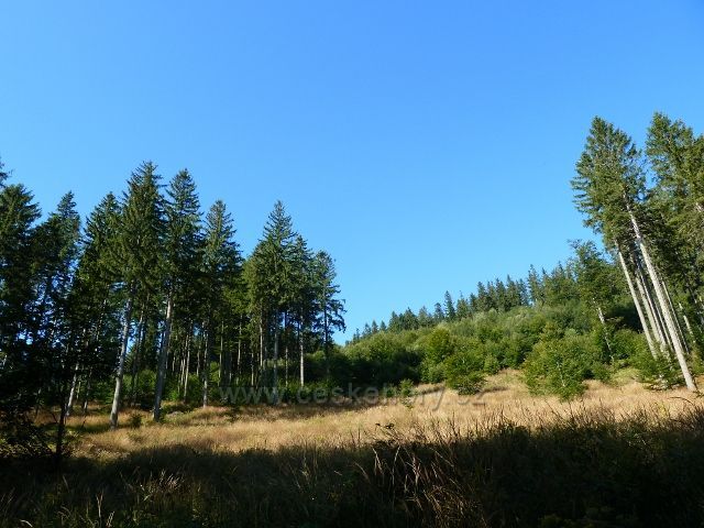 Lesní porost v okolí cyklostezky z Javoříku k Obřím skalám