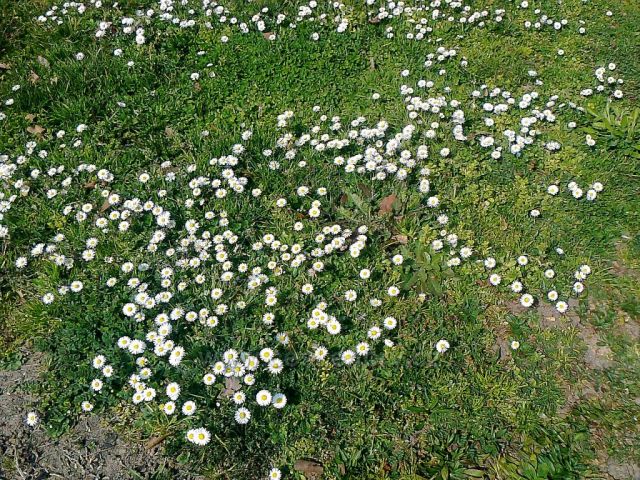 Jarní koberec v Železných horách