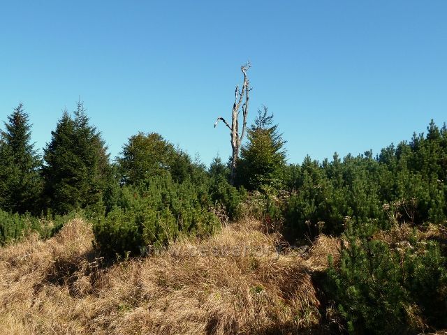 Lesní porost v sedle pod Tetřevcem