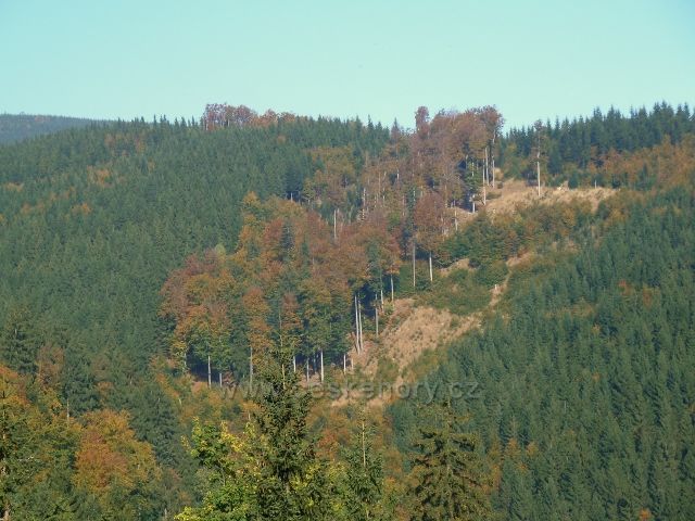 Horní Lipová - zpětný pohled z vrstevnicové cesty nad Lesní bar na přilehlý svah Vápenného potoka