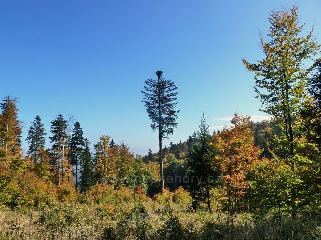 Horní Lipová - lesní porost kolem cyklostezky 6044 před horním lesním barem