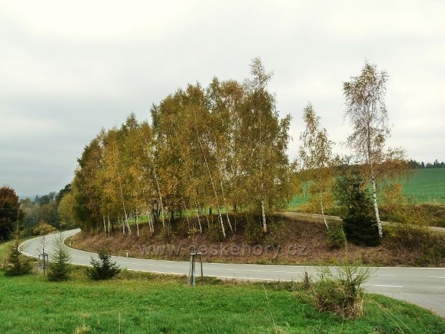 Pastviny -břízy u silnice do Vlčkovic nad Vitanovem