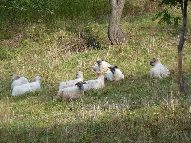 Petrovičky - ovce na pastvině na úbočí Adamu