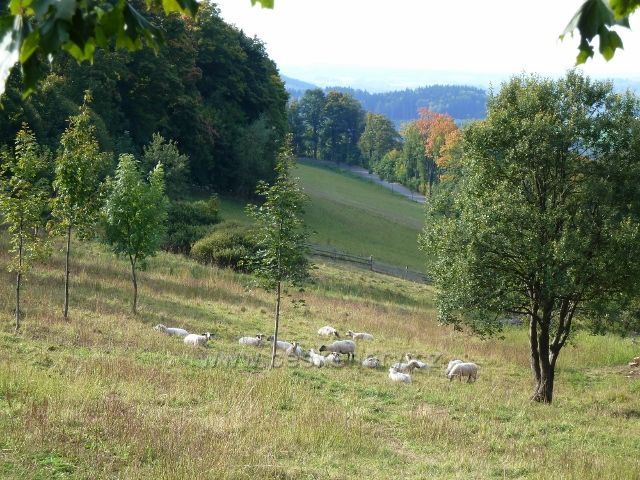 Petrovičky - ovce na pastvině pod Adamem