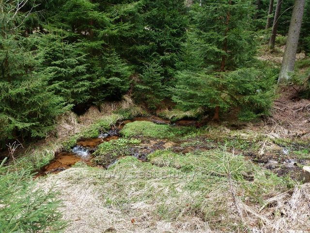 Horní Orlice - Tichá Orlice co by lesní potok v sedle pod Jeřábkem
