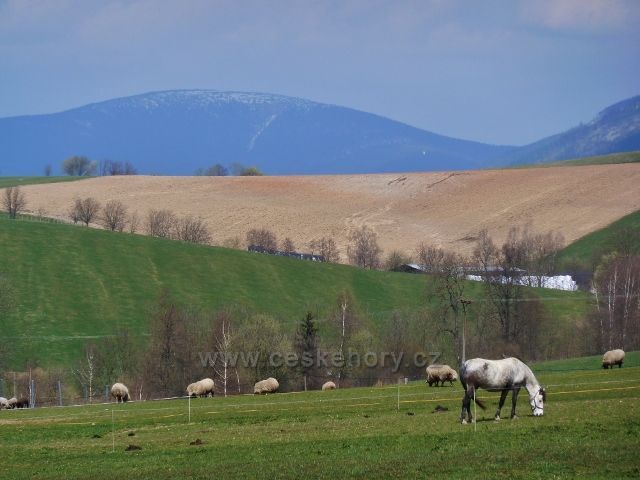 Králíky - pastvina na úpatí Mariánského vrchu- v pozadí zasněžený vrchol Kralického Sněžníku
