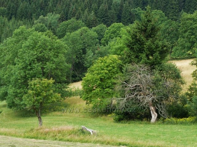 Ostružná - suchý strom v sedle Pod Stráží