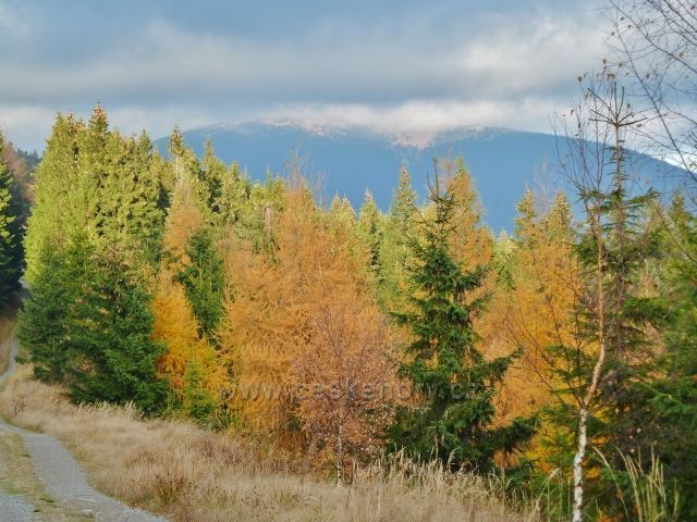Dolní Morava - barvy podzimu na úbočí Klepáče, v pozadí Králický Sněžník