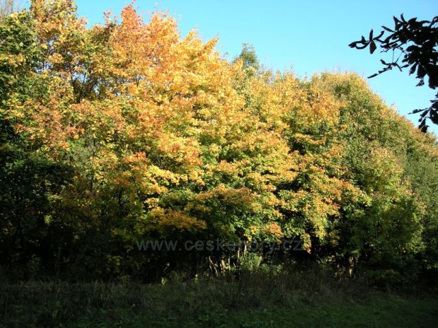 podzimní barvy stromů