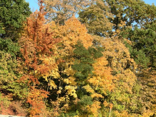 podzimní barvy stromů II