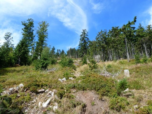 Dolní Morava - lesní porost v suťovém pásmu na úbočí Klepáče