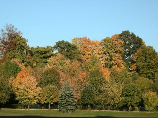 podzimní barvy stromů III