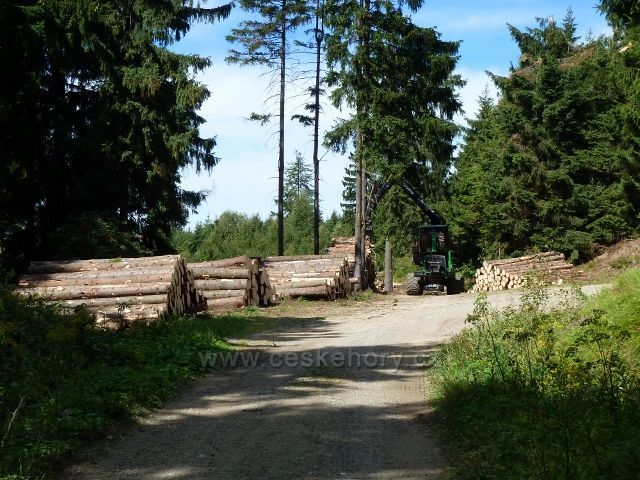 Dolní Morava - skládka kalamitního dřeva na rozcestí Nad pramenem Lipkovského potoka
