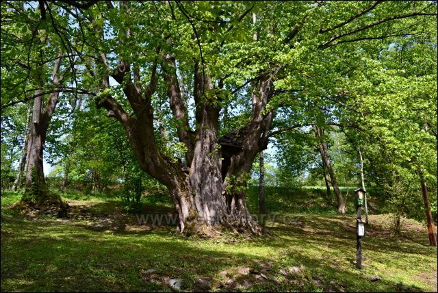 Památný strom - lípa,, Hadí královna v Horní Moravici, vyhlášen v r, 1997.
