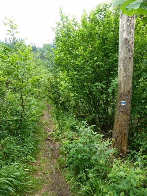 Hamernice - pohodlná cesta se pod letním táborem mění v lesní stezku