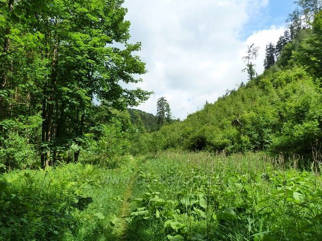 Hamernice - turistická stezka dolní částí údolí vede bujnou vegetací
