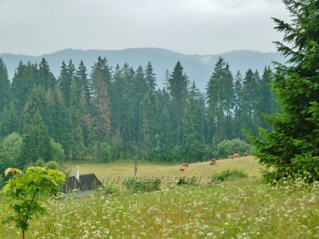 Pastva skotu na Grúňi
