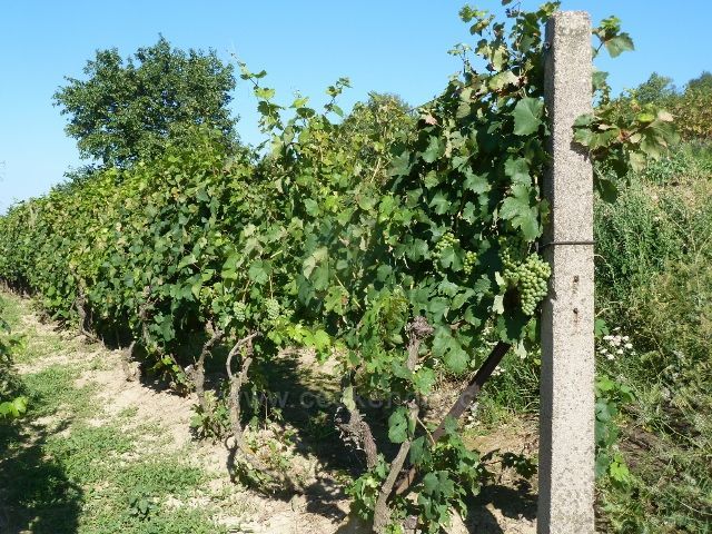 Hustopeče - cesta vinicemi k Mandloňové rozhledně