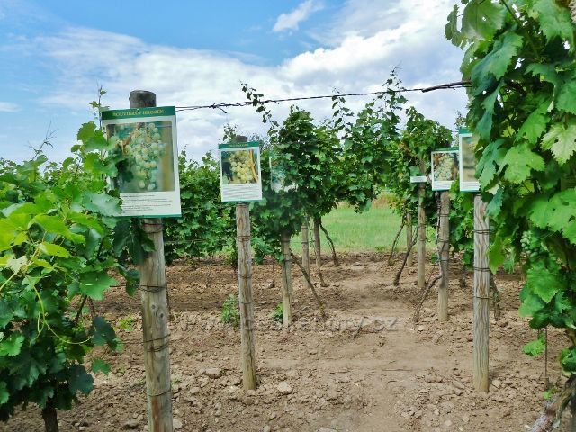 Šatov - naučná vinice u Polákovo vinařství