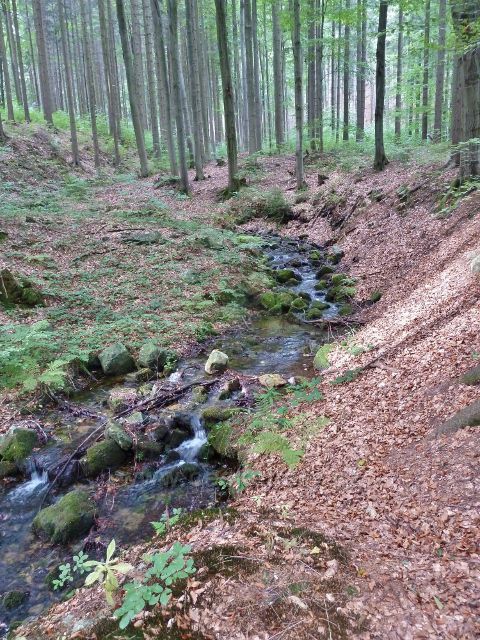 Horní Lipová - levostranný přítok Vápenného potoka pod lesním barem