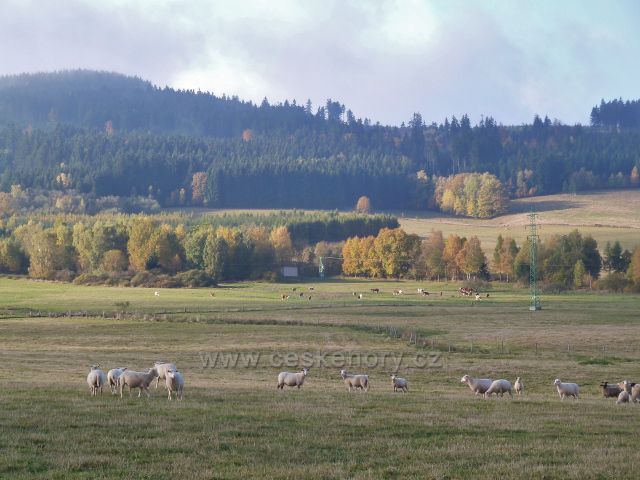 Lichkov - pastviny nad kozí farmou