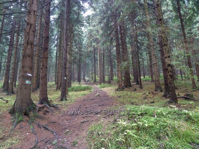 Lichkov - zelená TZ opouští pohodlnou cyklostezku a směřuje lesním porostem k pásmu bunkrů