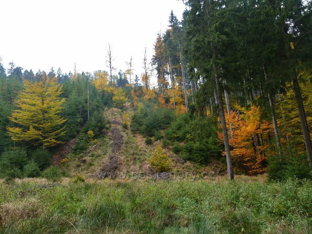 Těchonín - lesní porost v horní části Uhelného dolu