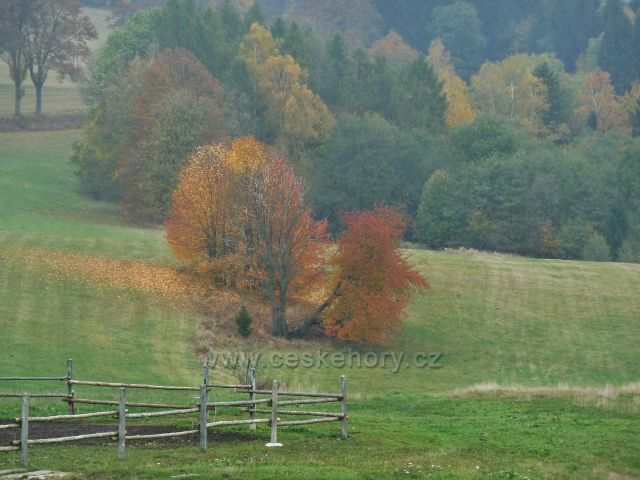 Vlčkovice - barvy podzimu na pastvině pod silnicí do Mladkova
