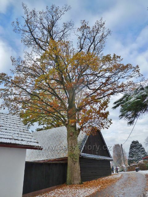 Záchlumí - dub u stodoly před zvoničkou