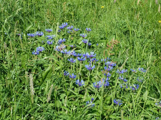 Modré květy chrpy na okraji pastviny pod rozhlednou na Valu