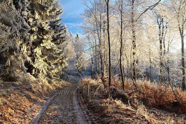 Cesta zmrzlým lesem