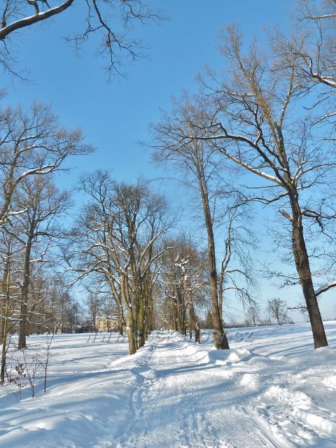 Žamberk - zimní pohled na poslední část kaštanové aleje v zámeckém parku
